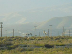 "Metal crested petroleum woodpeckers" near the first birding site.